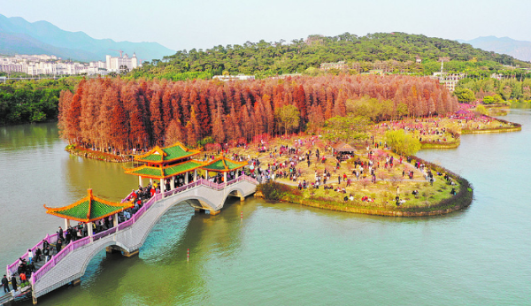 1月24日，七星岩景区桃花岛桃花竞相绽放游人如织。     西江日报记者  梁小明  摄.png