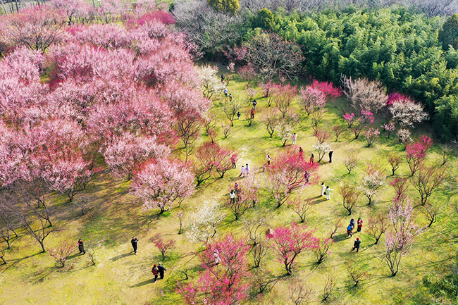 【1】游人在扬州蜀冈西峰踏春赏梅，亲近自然。齐立广摄.jpg