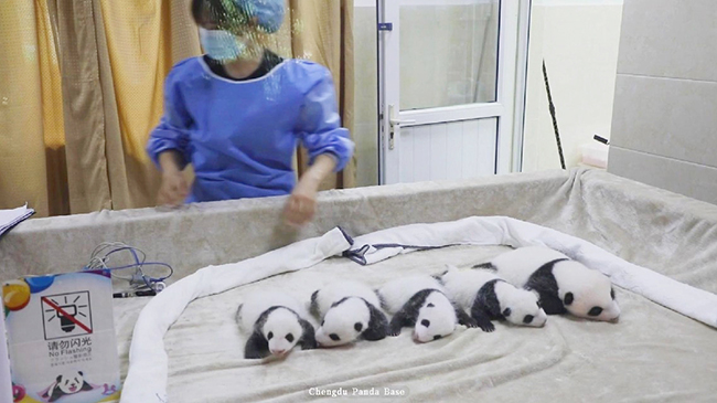 Adorable group of panda cubs enjoy cozy bedtime together.jpg