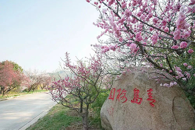 中国_青岛梅花节3月16日启动.jpg