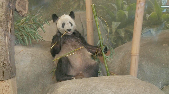Memphis Zoo holds farewell party for Panda Yaya.jpg