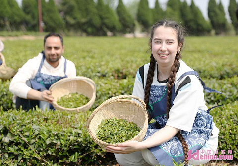 In picsInternational students experience tea culture in Qingdao.jpg