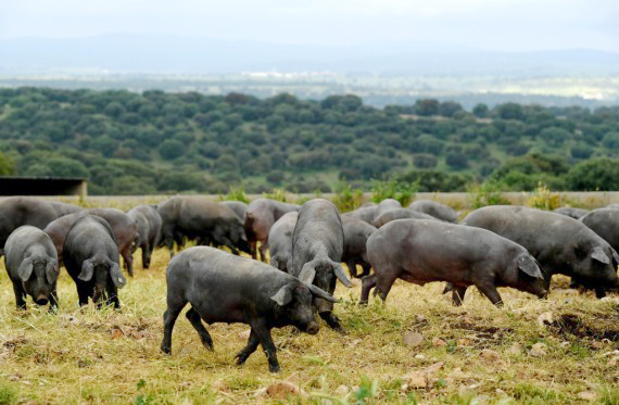 6，旱情致伊比利亞火腿減產.jpg