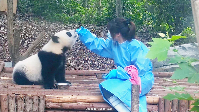 Adorable giant panda.jpg
