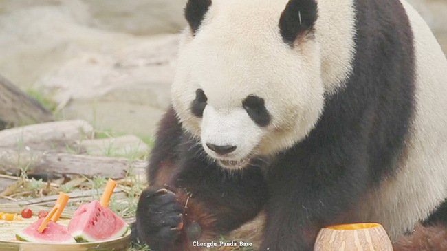 Giant panda twins turn 5 at research base in Sichuan.jpg