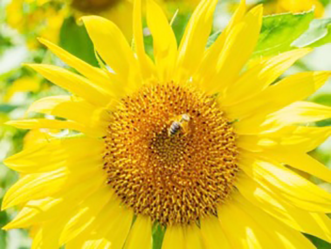 2,美国一农民为妻种下120万株向日葵庆金婚.jpg 2,美国一农民为妻种下120万株向日葵庆金婚.jpg