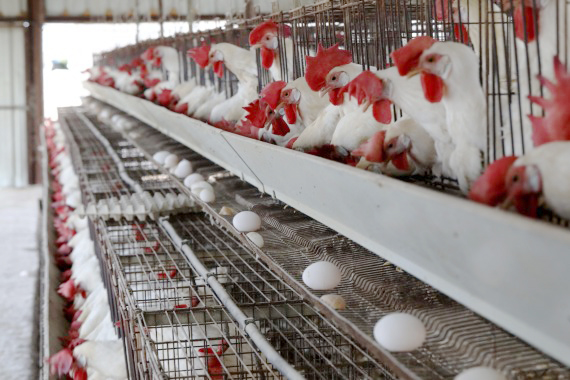 4,高溫天氣席捲以色列 上萬隻雞熱死.jpg 4,高溫天氣席捲以色列 上萬隻雞熱死.jpg