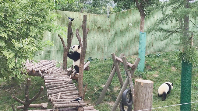 Giant pandas chasing magpies for joy.jpg