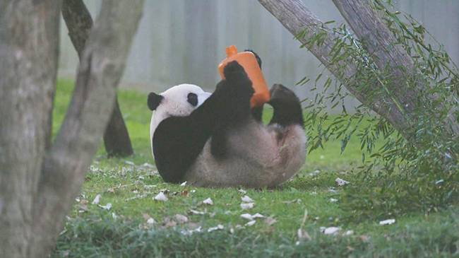 2,华盛顿特区动物园为大熊猫返回中国做准备.jpg 2,华盛顿特区动物园为大熊猫返回中国做准备.jpg