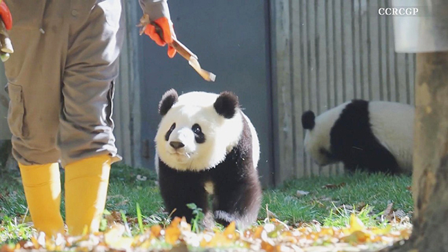 Greedy baby panda chases at heels of keeper for treat.jpg