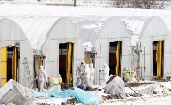 6,韓國又有兩家養雞場發現禽流感病例.jpg 6,韓國又有兩家養雞場發現禽流感病例.jpg