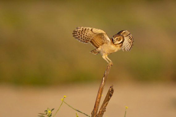 2,美國考慮殺死數萬隻「入侵」貓頭鷹.jpg 2,美國考慮殺死數萬隻「入侵」貓頭鷹.jpg