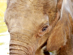 4,津巴布韋萬蓋國家公園上百頭大象渴死.jpg 4,津巴布韋萬蓋國家公園上百頭大象渴死.jpg