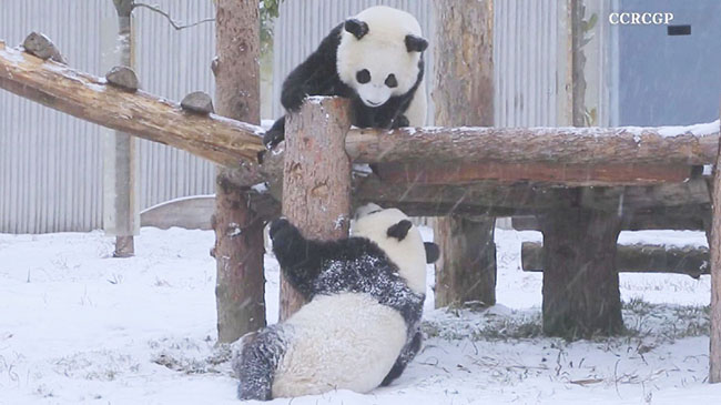 Giant Pandas Set to Return to California.jpg