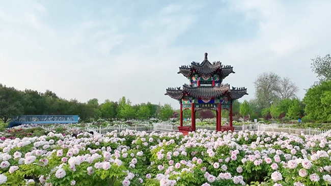 Int'l forum opens in China's peony capital offering floral feast to attendees .jpg
