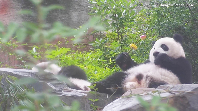 Giant pandas enjoy unique“kebabs” as enrichment treat in Sichuan.jpg