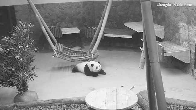 Giant panda He Hua captivates viewers with playful antics during alone time.jpg