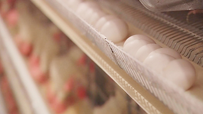 2,鸡蛋价格飙升,司法部对主要鸡蛋生产商展开调查.jpg 2,鸡蛋价格飙升,司法部对主要鸡蛋生产商展开调查.jpg