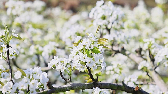 More Chinese embrace countryside trips amid early Spring blossoms.jpg