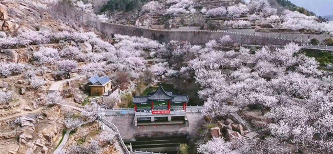 2,打开青岛赏花地图, “花样经济”升温.jpg 2,打开青岛赏花地图, “花样经济”升温.jpg