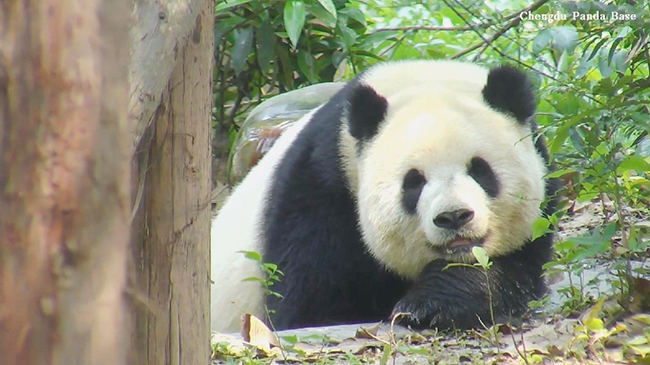 罕见镜头：大熊猫微笑让人心动.jpg