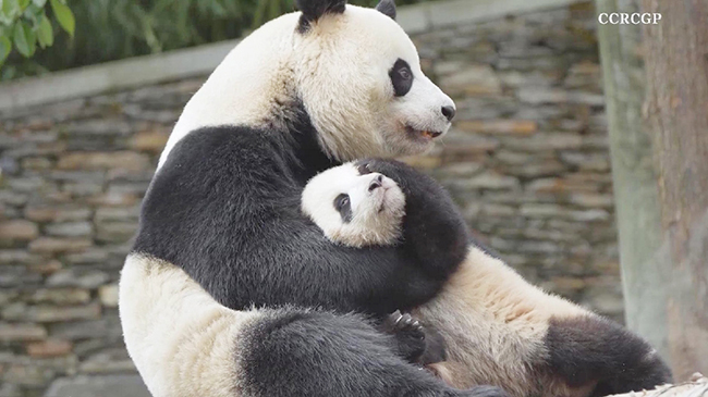 熊猫妈妈对小熊猫充满爱意，画面温馨.jpg