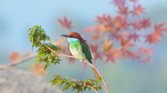 1,头条 观鸟者蜂拥而至福建,一睹心爱的蓝喉蜂.jpg 1,头条 观鸟者蜂拥而至福建,一睹心爱的蓝喉蜂.jpg