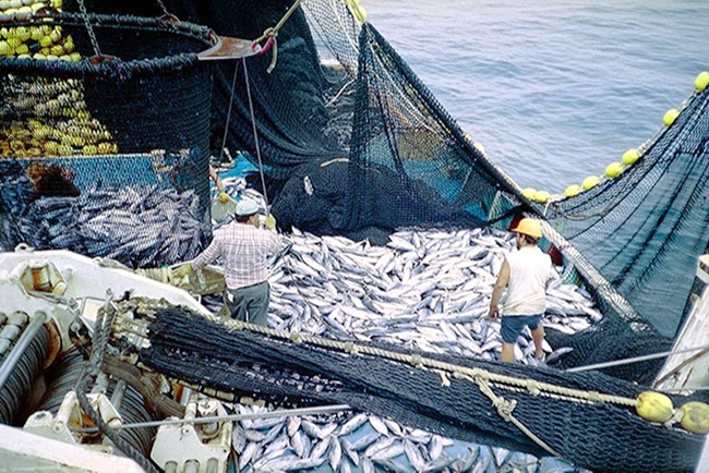7,联合国粮农组织:全球三分之一渔场存在过度捕捞.jpg 7,联合国粮农组织:全球三分之一渔场存在过度捕捞.jpg