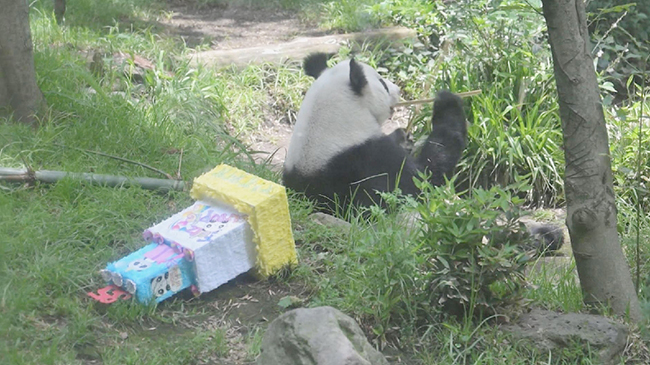 1，头条 大熊猫“欣欣” 在墨西哥迎来35岁生日.jpg