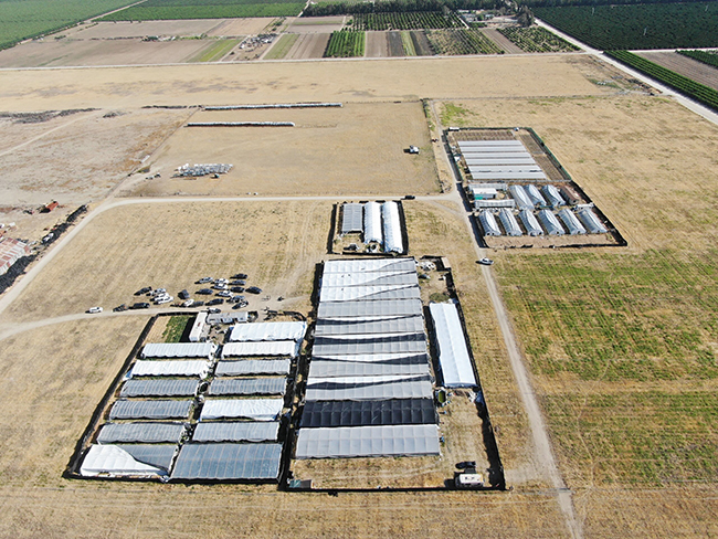 1，头条 加州4月至6月查获价值4.76亿美元的无证大麻产品.jpg