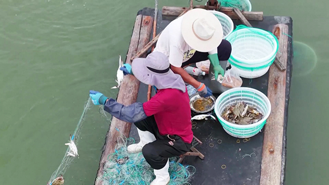 2,青岛迎来螃蟹丰收季,养殖梭子蟹大规模上市.jpg 2,青岛迎来螃蟹丰收季,养殖梭子蟹大规模上市.jpg