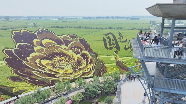 1，头条 创意农旅走红东北 沈阳锡伯族镇打造稻田文旅新体验.jpg