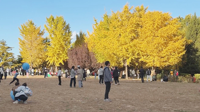 Tourists flock to Beijing gardens to capture vibrant autumn scenery.jpg