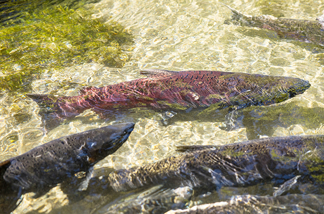 California approved seven new salmon restoration projects in the Central Valley.jpg California approved seven new salmon restoration projects in the Central Valley.jpg