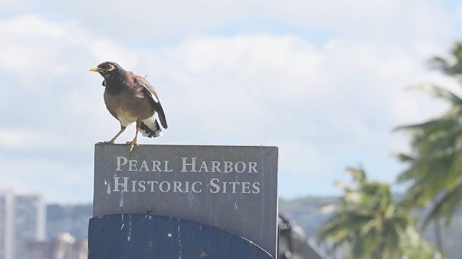 1,头条 珍珠港事件的遗留影响在84年后依然回响.jpg 1,头条 珍珠港事件的遗留影响在84年后依然回响.jpg