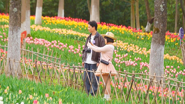 Sea of tulips draws crowds as Guizhou forest park enters peak bloom.jpg