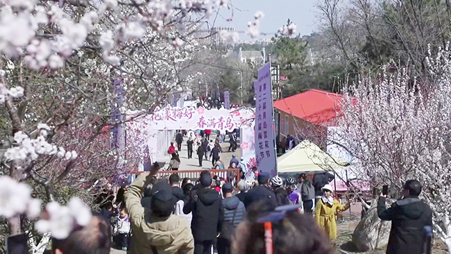 3，春花盛放，青岛乡村变身旅游热点.jpg