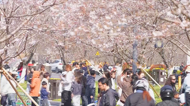 Blossoming cherry trees draw tourists from far and wide to east China city.jpg
