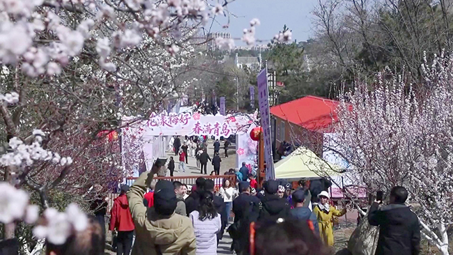 Spring blossoms turn Qingdao countryside into tourist hotspots.jpg