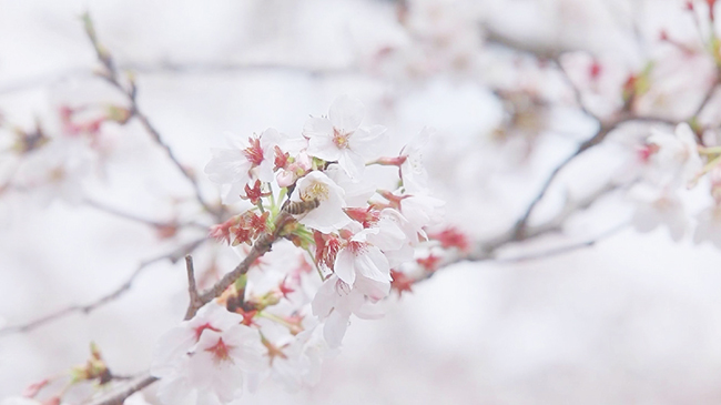Spring blossoms help boost tourism revenue in China.jpg