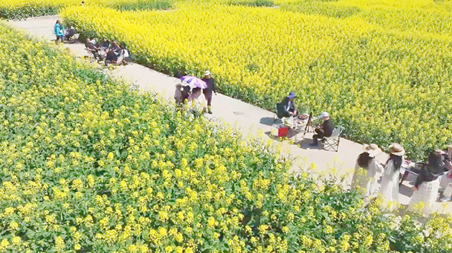 Rapeseed Flowers fuel spring tourism across China.jpg Rapeseed Flowers fuel spring tourism across China.jpg