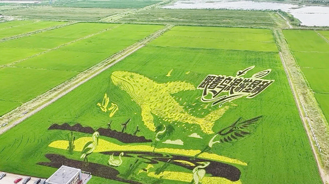2，山东盐碱地化为巨型稻田艺术.jpg